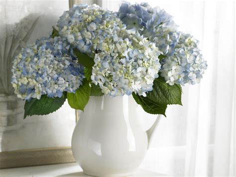 🔥 [120+] Hydrangea Desktop Wallpapers Free | WallpaperSafari