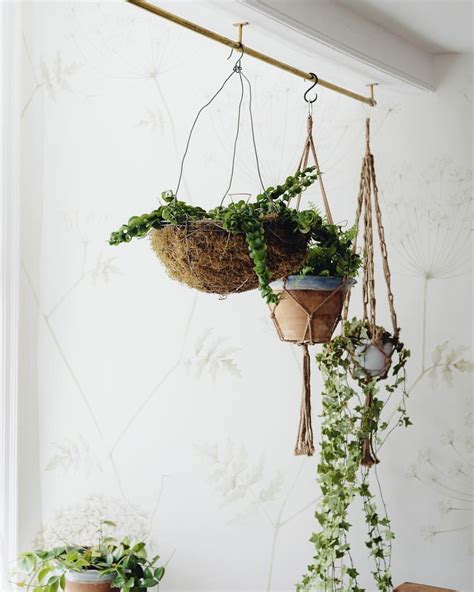 Hang Plants From Ceiling - Plants BN