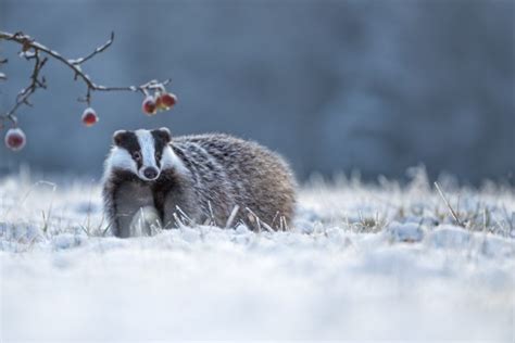 Where Do Badgers Live? - Exploring the badger Habitat