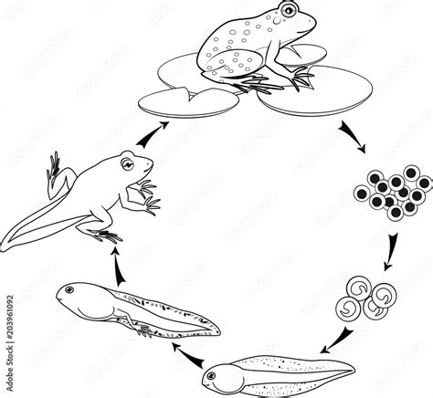 Coloring page. Life cycle of frog Stock Vector | Adobe Stock