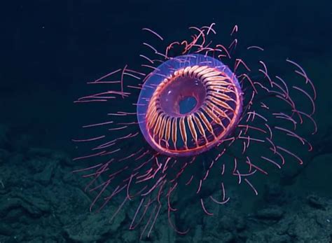 🔥 This Unusual Creature Known as the Halitrephes maasi Jellyfish Floats ...