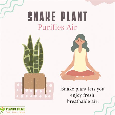9 Awesome Benefits of Snake Plant - Plants Craze