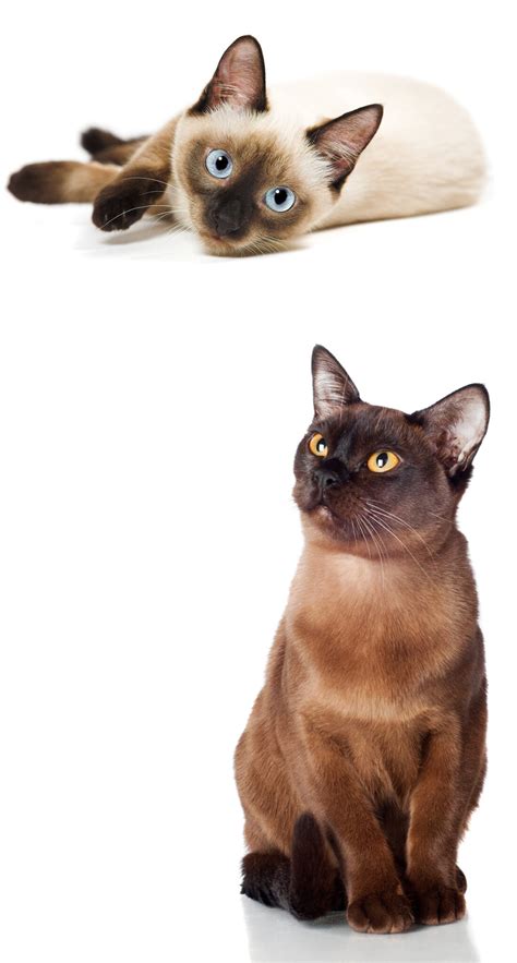 Burmese vs Siamese - The Happy Cat Site Helps You Choose