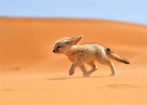 Baby Fennec : r/aww