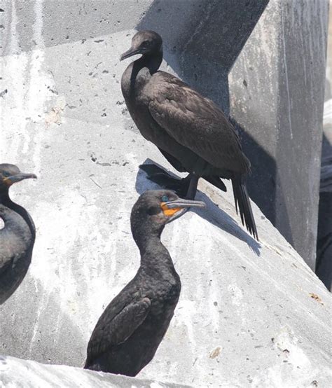 Cormorants of South Africa by Alex Lamoreaux | Nemesis Bird