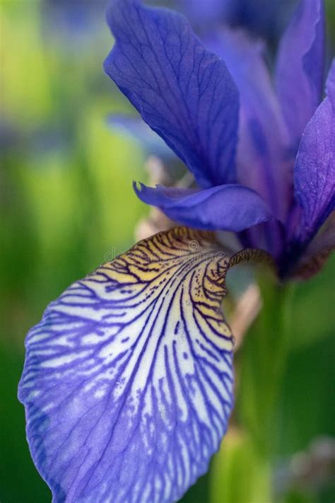 Iris Setosa Archtica, Reader Rock Garden, Calgary, Alberta. Stock Image - Image of rock, petal ...