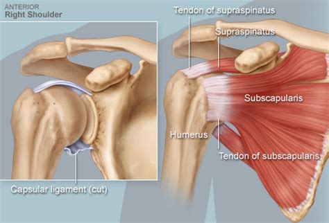 Rotator Cuff Injury – Test, Diagnostic & Treatment – NeuroMuscular Physical Therapist