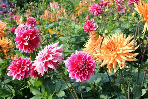 Dahlia Growing Tips - Caring For Dahlia Plants In The Garden | Gardening Know How