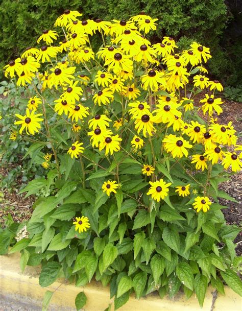 KHS: Plant Library: Rudbeckia - Black Eyed Susan