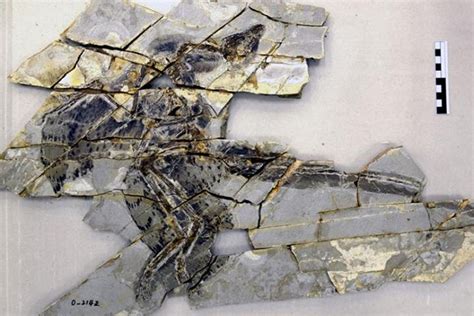 Fossil Feathers of Anchiornis Give Clues to How and When Dinosaurs Took ...