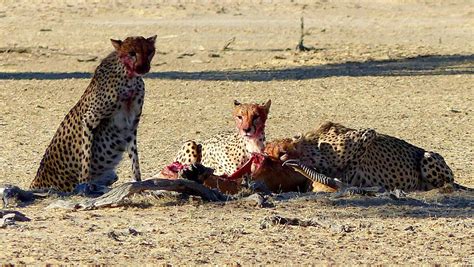 Safari Story: Our First Cheetahs - Jen Funk Weber