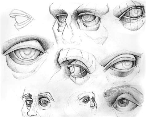 Image result for eye anatomy for artists | Anatomy for artists, Eye ...