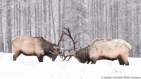 Expert Tips to Spot Banff Wildlife - Travel Banff Canada