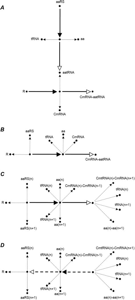 A Formation of an aminoacyl tRNA and binding of a CmRNA and an aatRNA ...