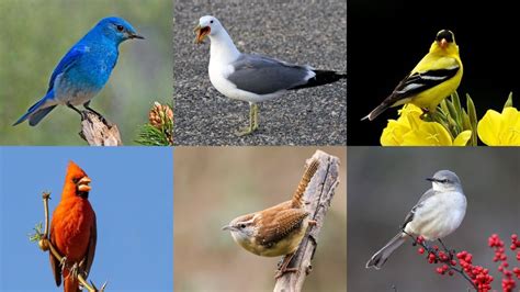 State Birds, Ranked - by Caitlin Schneider - Discourse Blog