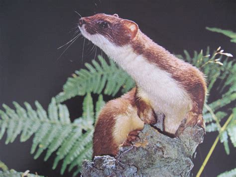 Free download This is a stoat the Weasel Family Wallpaper 14281435 [2560x1920] for your Desktop ...