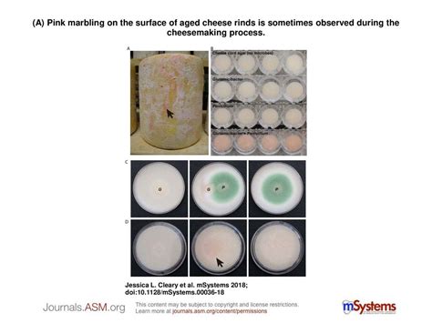 (A) Pink marbling on the surface of aged cheese rinds is sometimes observed during the ...