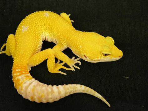 Cool Leopard Gecko Morphs