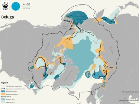 Beluga | Whales |Species | WWF