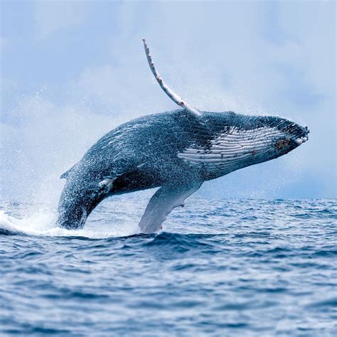 Global trade starts here Humpback Whale Affordable prices High Quality Low Cost fps.edu.om