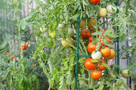 How to Stake Tomato Plants | Garden Guides