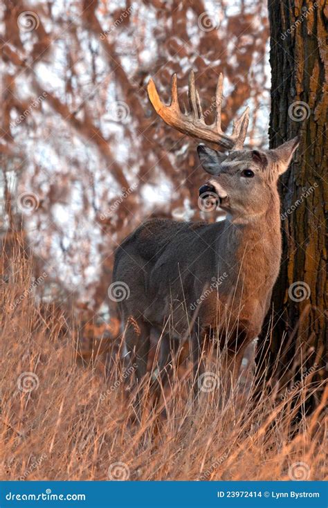 Whitetail Deer Shedding Antlers Stock Images - Image: 23972414