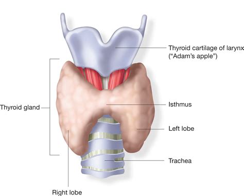 Goiter, upper airway obstruction and the flow-volume loop | PFTBlog