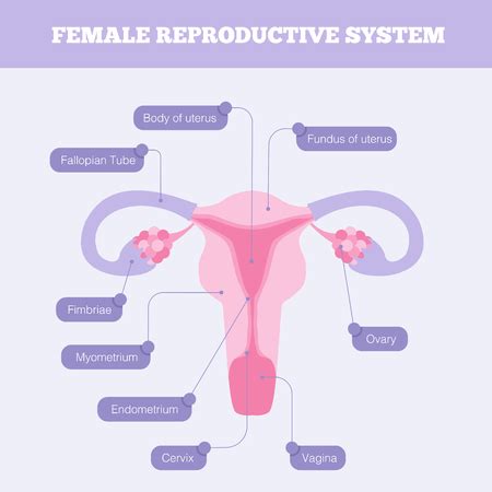 Foto del Female reproductive system - ID:57562285 - Imagen libre de regalías - Stocklib