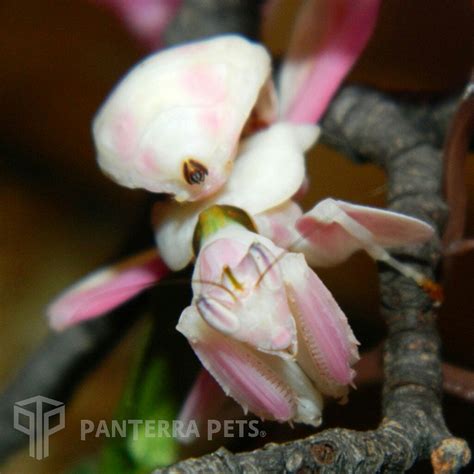 Buy Orchid Mantis (Hymenopus coronatus) for sale at PanTerra Pets