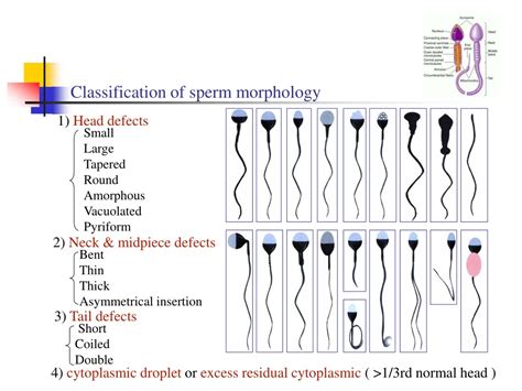 Sperm Morphology Classification