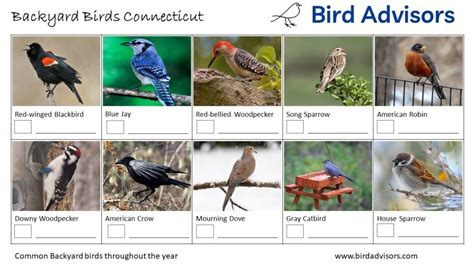 Top 28 Backyard Birds in Connecticut (Free ID Charts) - Bird Advisors