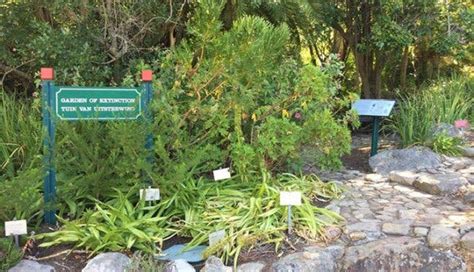 Explorer's Guide to Kirstenbosch Botanical Garden, a national treasure