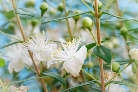 Yellow Flower Meanings, Symbolism, and Cultural Significance - Petal ...