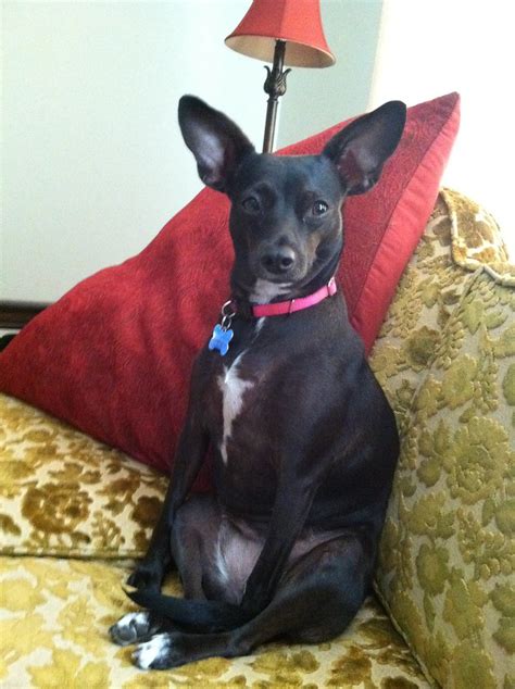 Mia | I adopted Mia (rat terrier/dachshund mix) in March of … | Flickr