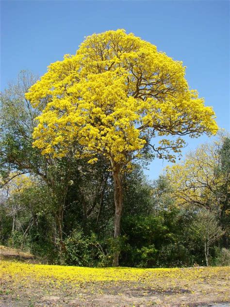 Semillas Árbol De Guayacan Amarillo Todas Germinan - $ 107.00 en ...