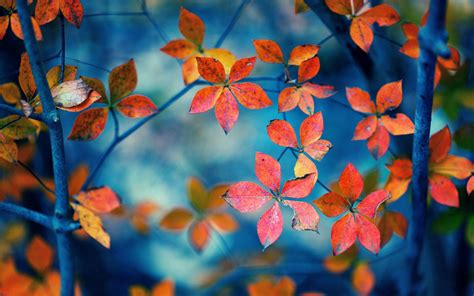 HD Fall Leaves Wallpaper - WallpaperSafari