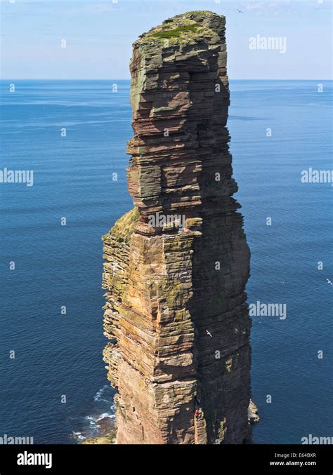 dh Old Man of Hoy HOY ORKNEY Climbers climbing famous red sandstone sea ...