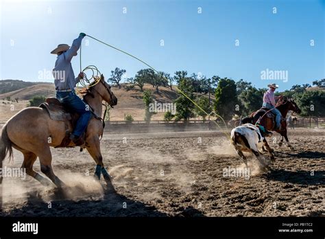 Cowboys on horseback roping cattle in a rodeo, action shot with rope Stock Photo - Alamy