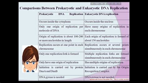 Difference Between Prokaryotic And Eukaryotic Dna Replication | Images ...