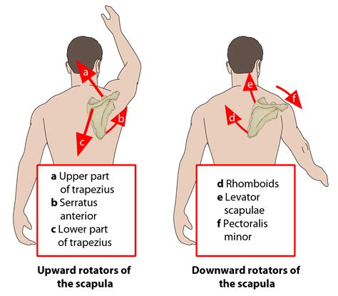 Sports Injury Bulletin - Improve - Levator scapulae: why length matters