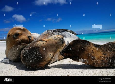 Galapagos Sea Lion Stock Photo - Alamy