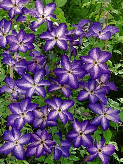 Product Viewer - Clematis Venosa Violacea