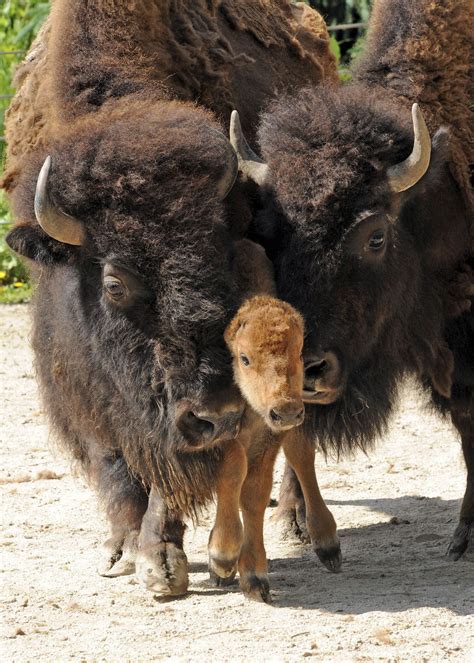 Bison Calf & Family #cute #baby #animals | Adorable. Cute. Precious | Pinterest | Baby animals ...