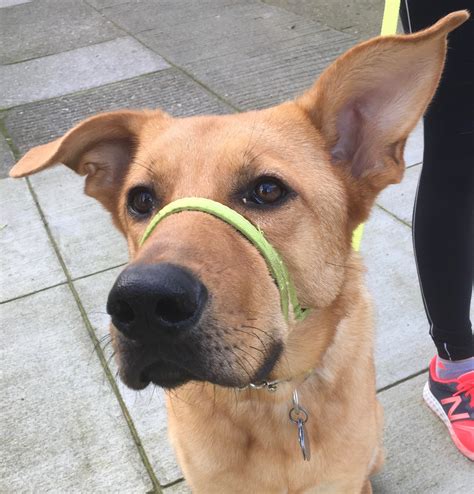 Dog of the Day: Ranger the Maybe German Shepherd Rhodesian Ridgeback Mix | The Dogs of San Francisco