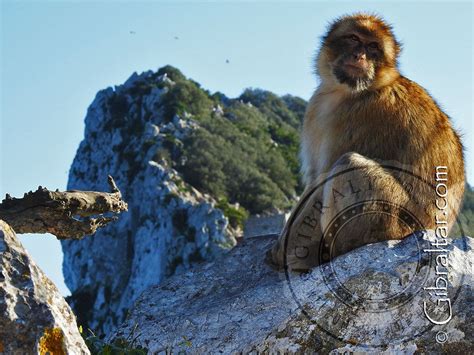 Upper Rock Gibraltar Monkey - Nice shot of one of the Gibraltar monkeys ...