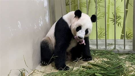 Chinese giant panda gives birth in Singapore on seventh attempt | Reuters