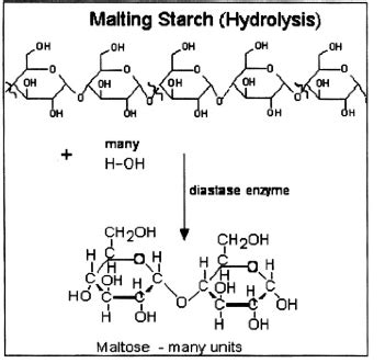 starch hydrolysis products