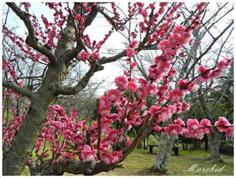 Orchid's Daily Voice (Home Page): Japanese Apricot Tree;