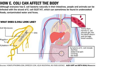 Escherichia Coli Infections