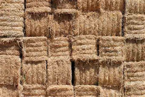 Straw vs. Hay: Which Makes a Better Mulch? - The Grow Network : The Grow Network